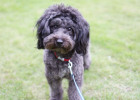 Dog Paw Care: What to Do When the Dewclaw Is Broken!
