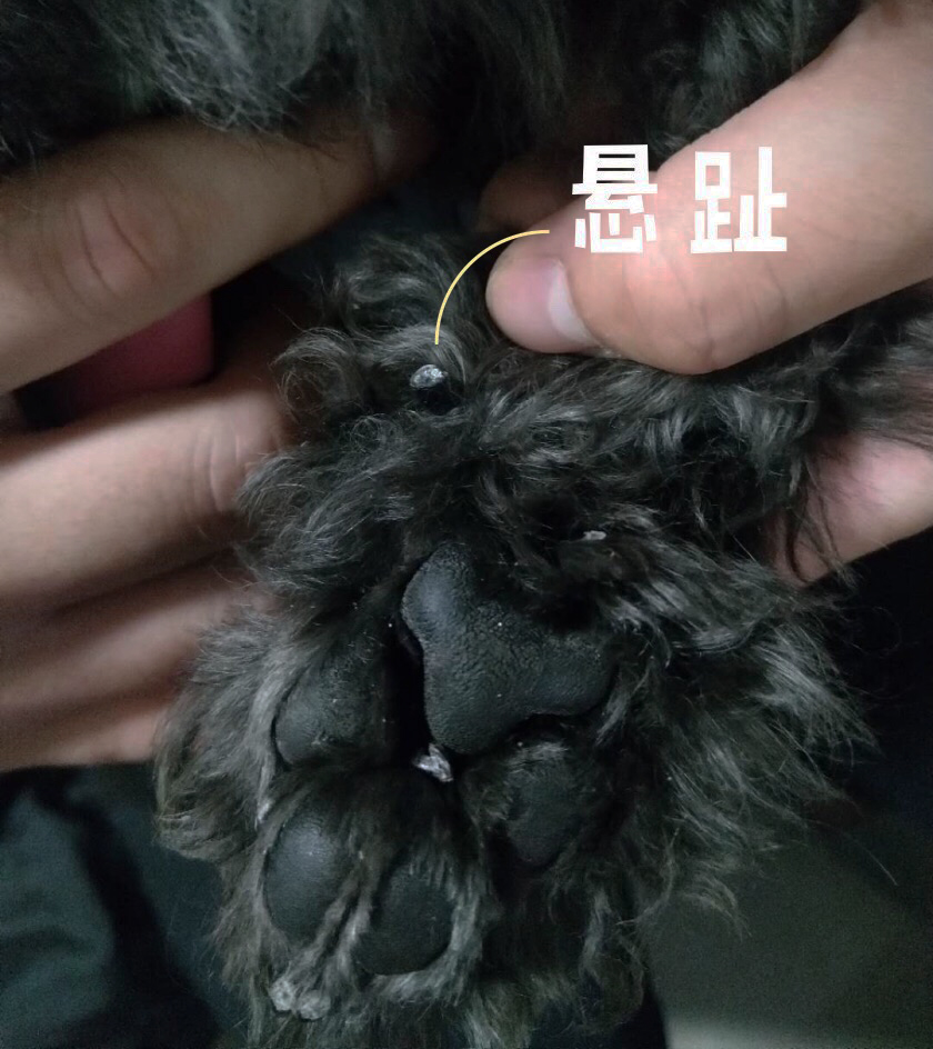 图片1