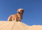 Dog Skill Training: Teaching My Golden Retriever to Hug