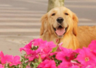 Dog Behavior Training: Teaching My Golden Retriever to Lie Down