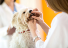 Neglecting Your Dog's Oral Health - You'll Regret It Too Late!