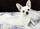 Chihuahua's Tear Stain Battle