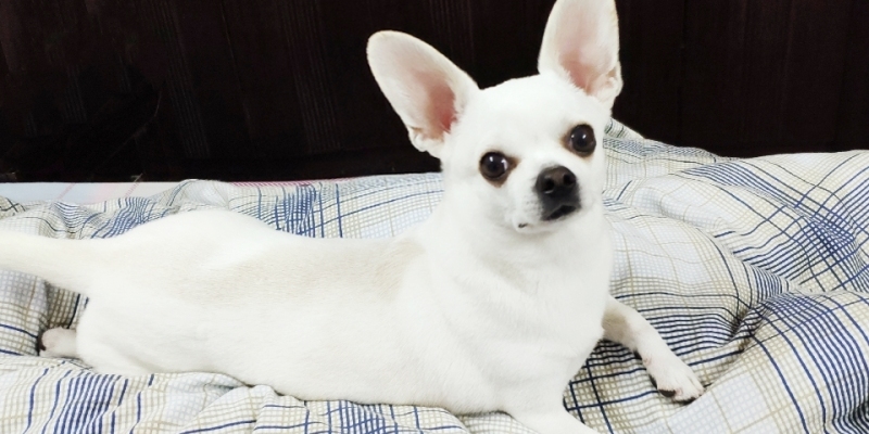 Chihuahua's Tear Stain Battle