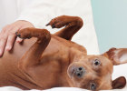 Routine Check-ups Are Essential for Dogs