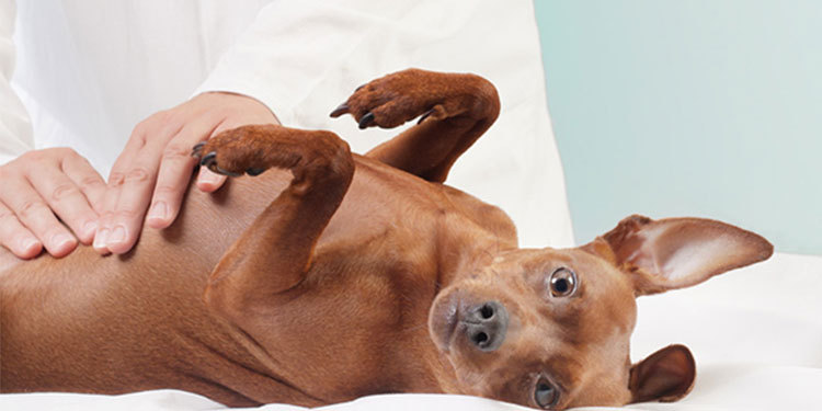 Routine Check-ups Are Essential for Dogs