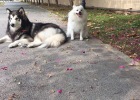 Say No to Tear Stains, Protect Your Pet's Stunning Beauty