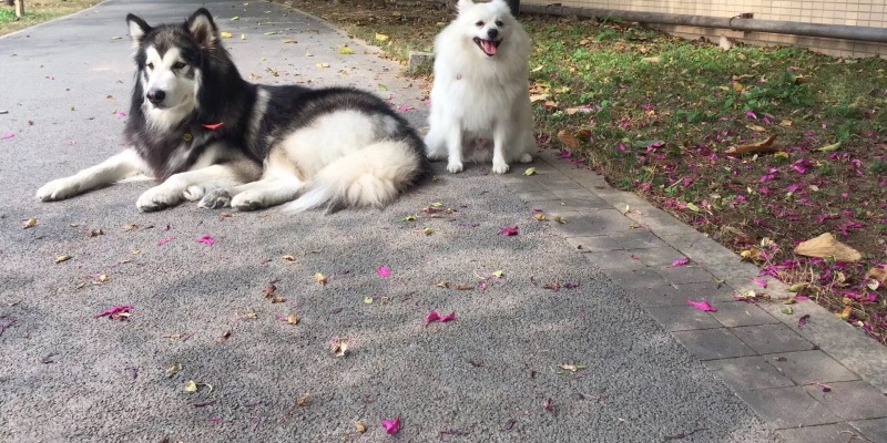 Say No to Tear Stains, Protect Your Pet's Stunning Beauty