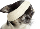 How to deal with the 10 common types of sudden injuries in dogs?