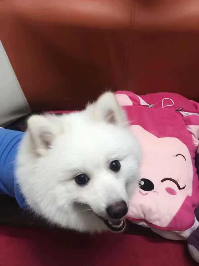 图片1