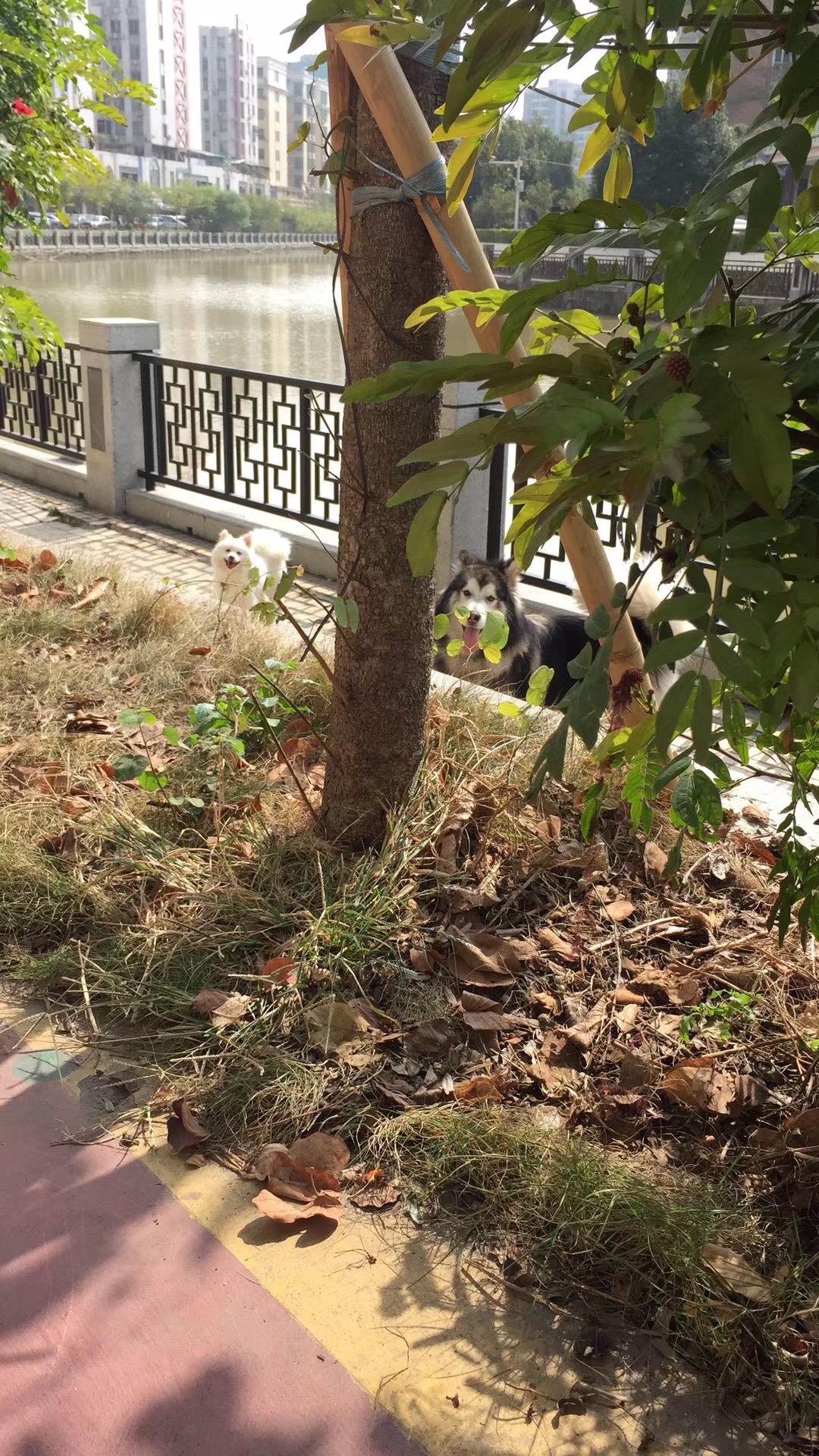 图片1