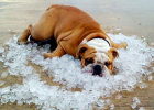 Midsummer is here, preventing dogs from heatstroke is a big deal!