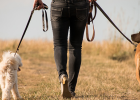 What are the consequences of walking a dog without holding a rope? The dog was hit and its skull cracked!