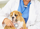 What Checkups Do Newly Arrived Dogs Need?