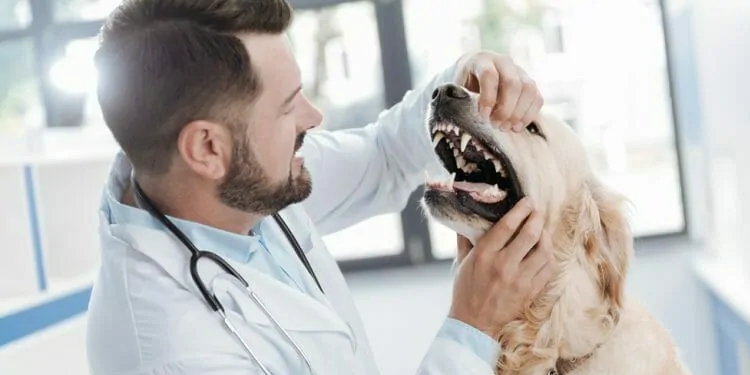 Case sharing, why can't a 5-year-old Labrador chew a teething stick?!
