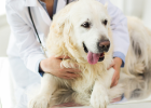 The dog is severely limping and cannot walk normally because of this bone disease!