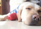 There are 4 conditions of Labrador vomiting. Have you caught it?