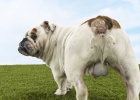 The dog was sterilized and found that his testicles had not yet appeared. Pay attention to cryptorchidism!