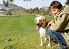 How to carry out socialization desensitization training