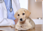 How to Avoid Buying Sick Dogs
