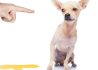 Training Dog to Potty Properly, These 2 Methods Work!