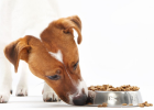 Can Dogs Eat Salt?