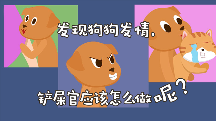 What should a poop officer do when he discovers that a dog is in heat?