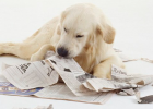 Dog Digs Through Trash Can to Steal Food, What to Do?