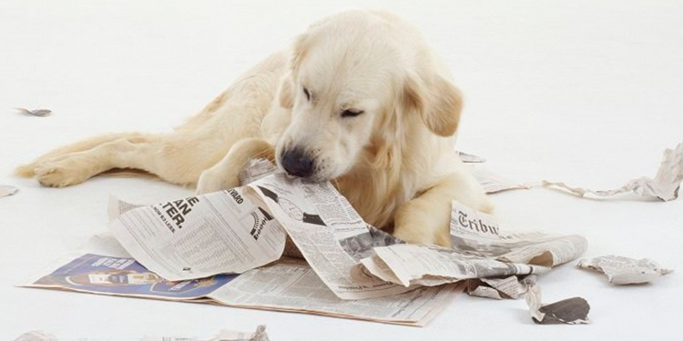 Dog Digs Through Trash Can to Steal Food, What to Do?