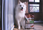 And Paisbo dog food, which yearns for the same raw material supply venue, is a cost-effective choice for poop shovels.