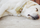 Dogs Who Love Sleeping on Cool Floor Tiles Are Going Bald on Their Elbows!