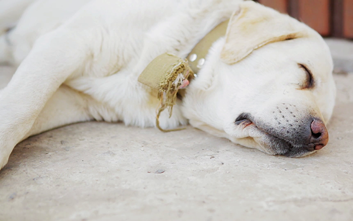 Dogs Who Love Sleeping on Cool Floor Tiles Are Going Bald on Their Elbows!