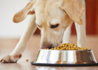 How to Correctly Feed Dog Food