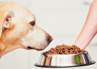 Complete List of Foods Dogs Can and Cannot Eat