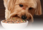 How to Choose Dog Treats? Dr. E Has Tips!