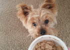 How to Choose Wet Food for Dog?