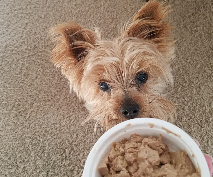 How to Choose Wet Food for Dog?