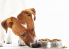 Different Age Stages, Dog Food Selection is Very Different