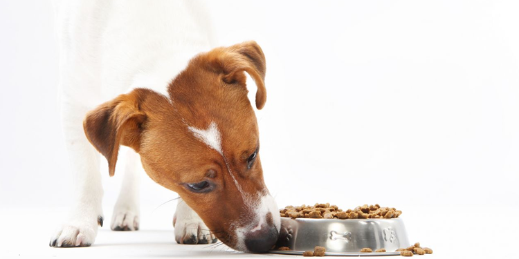 Different Age Stages, Dog Food Selection is Very Different