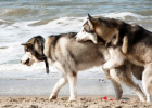 Dog Breeding Those Shy Things - Pre-pregnancy