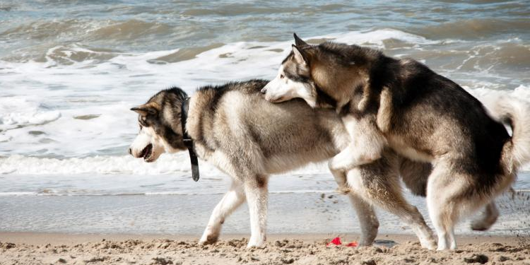 Dog Breeding Those Shy Things - Pre-pregnancy