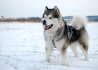 Home with Medium to Large Dog, Watch Out for Hip Joints!