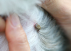 Dog Bitten by Tick? Watch Out for Fatal Disease Infection!