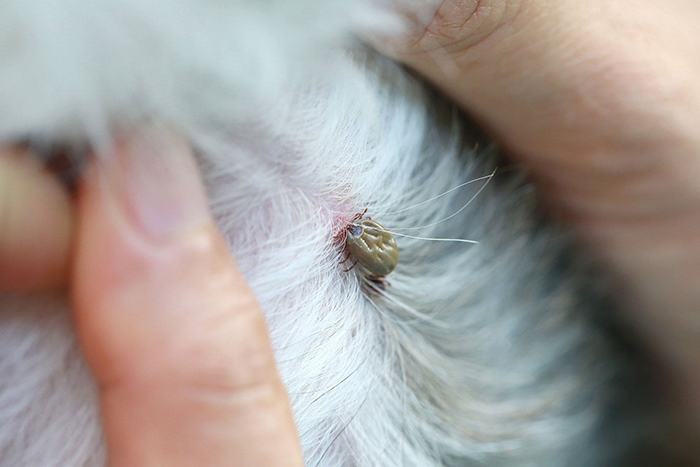 Dog Bitten by Tick? Watch Out for Fatal Disease Infection!