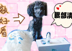 Eye cleaning for gray poodle