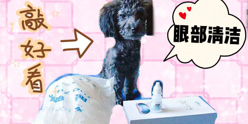 Eye cleaning for gray poodle