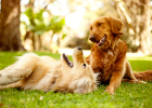 Want Dog Life Happy, Cannot Have Sex Life!