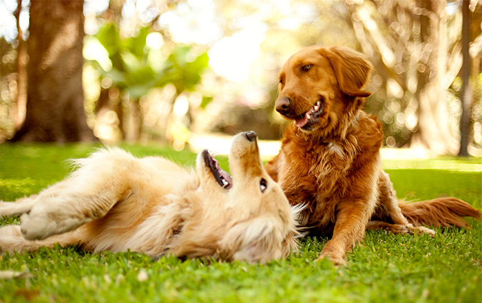 Want Dog Life Happy, Cannot Have Sex Life!