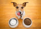 Dog Food Changing Plan, Did You Learn?