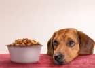 Dog Not Eating Well, How to Break?