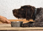 How to Choose Freeze-dried Food for Dog?